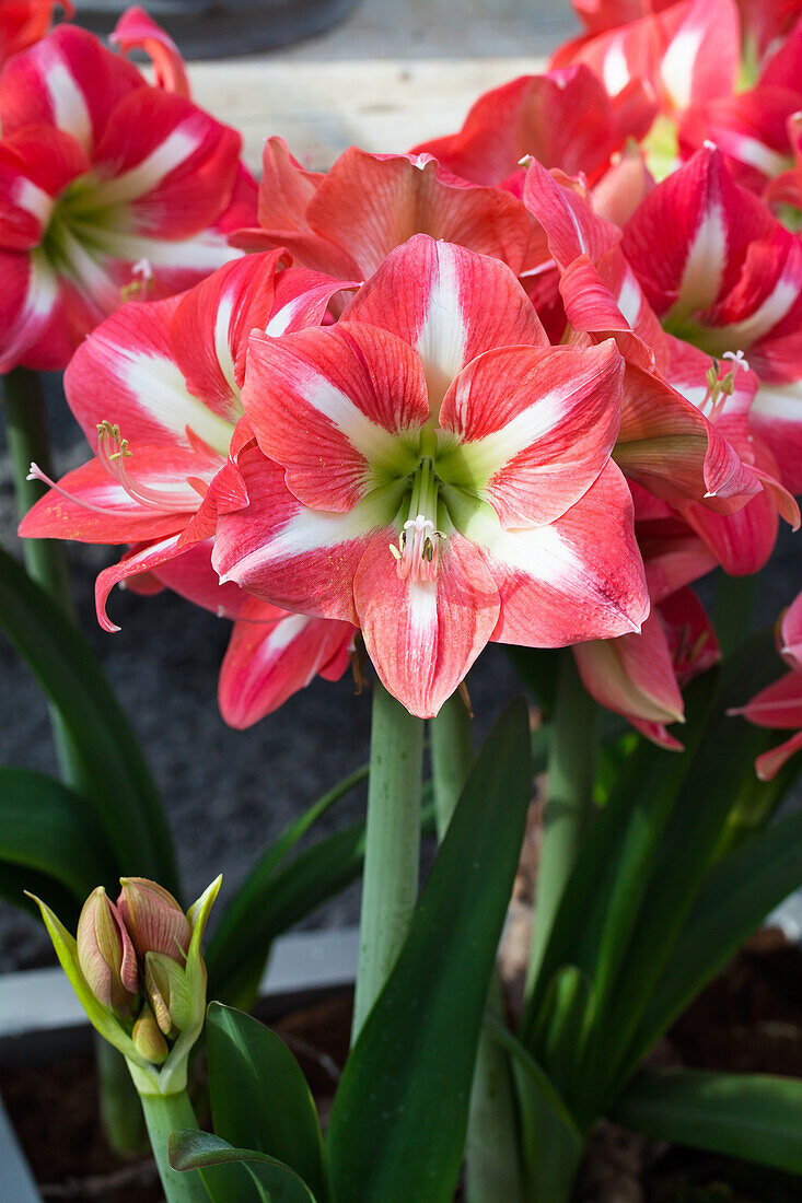 Hippeastrum Avanti