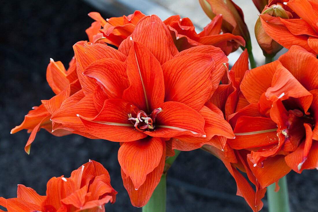 Hippeastrum 'Celica®'