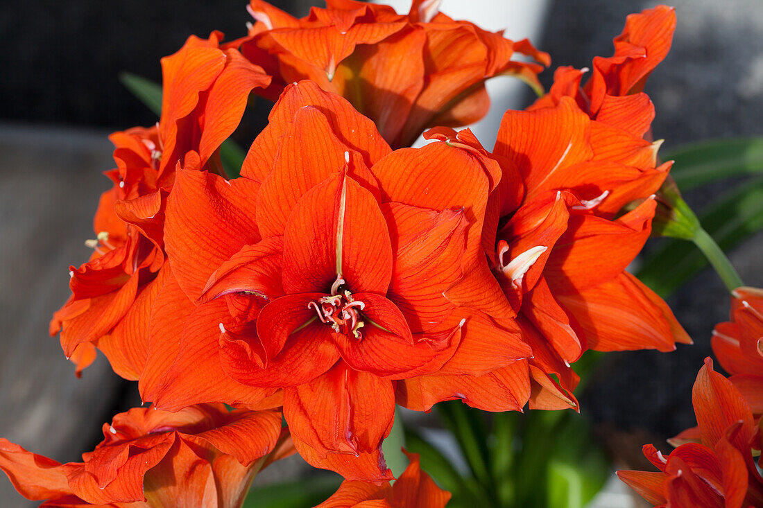 Hippeastrum 'Celica®'