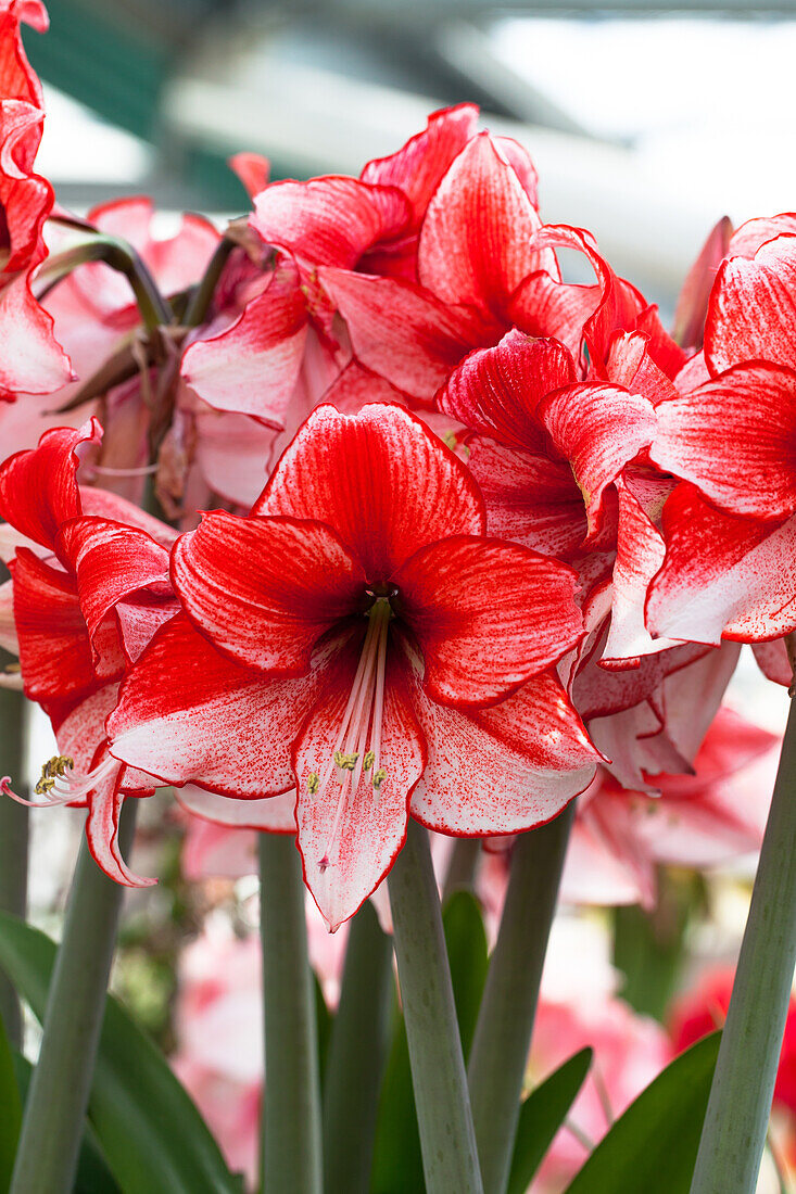 Hippeastrum 'Charisma'