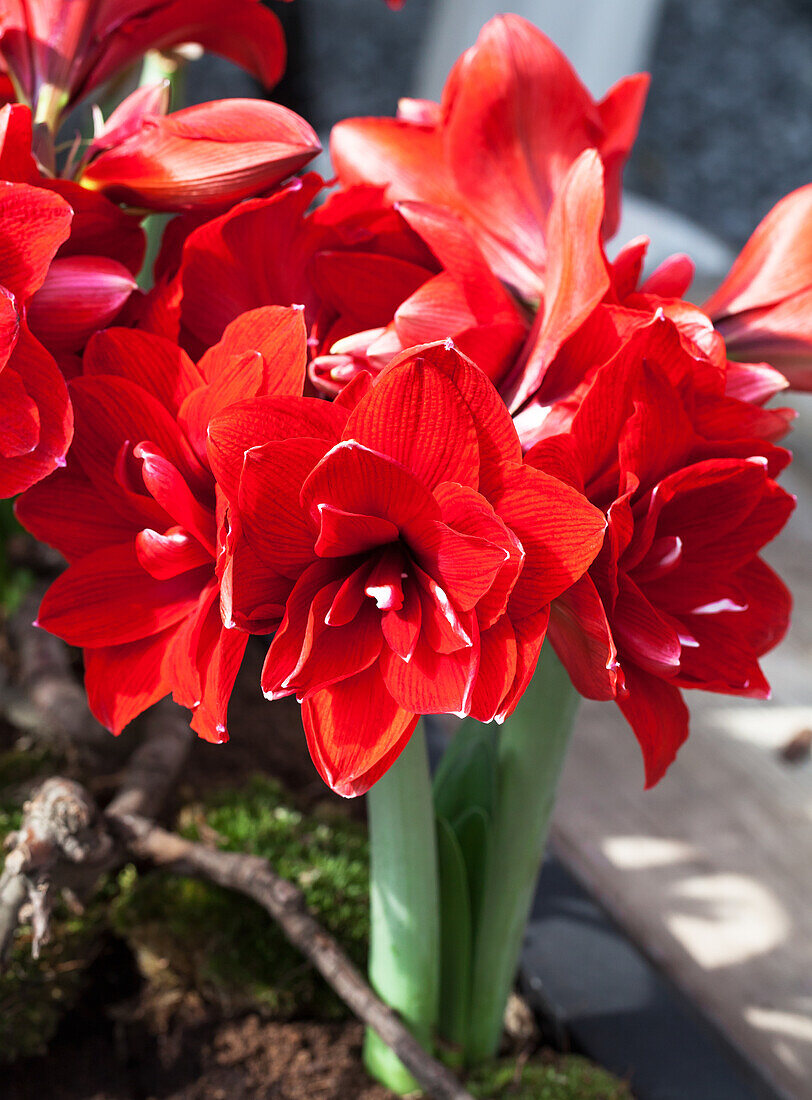 Hippeastrum 'Double Dream'