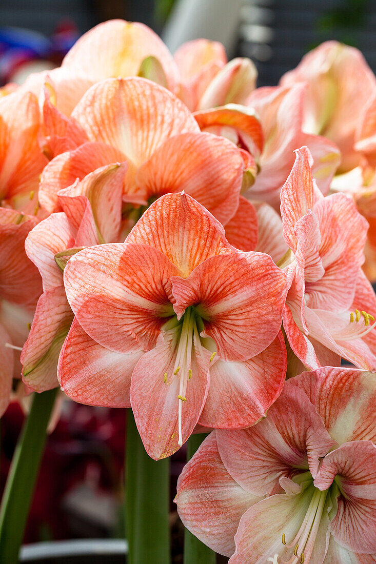 Hippeastrum 'Faro'®