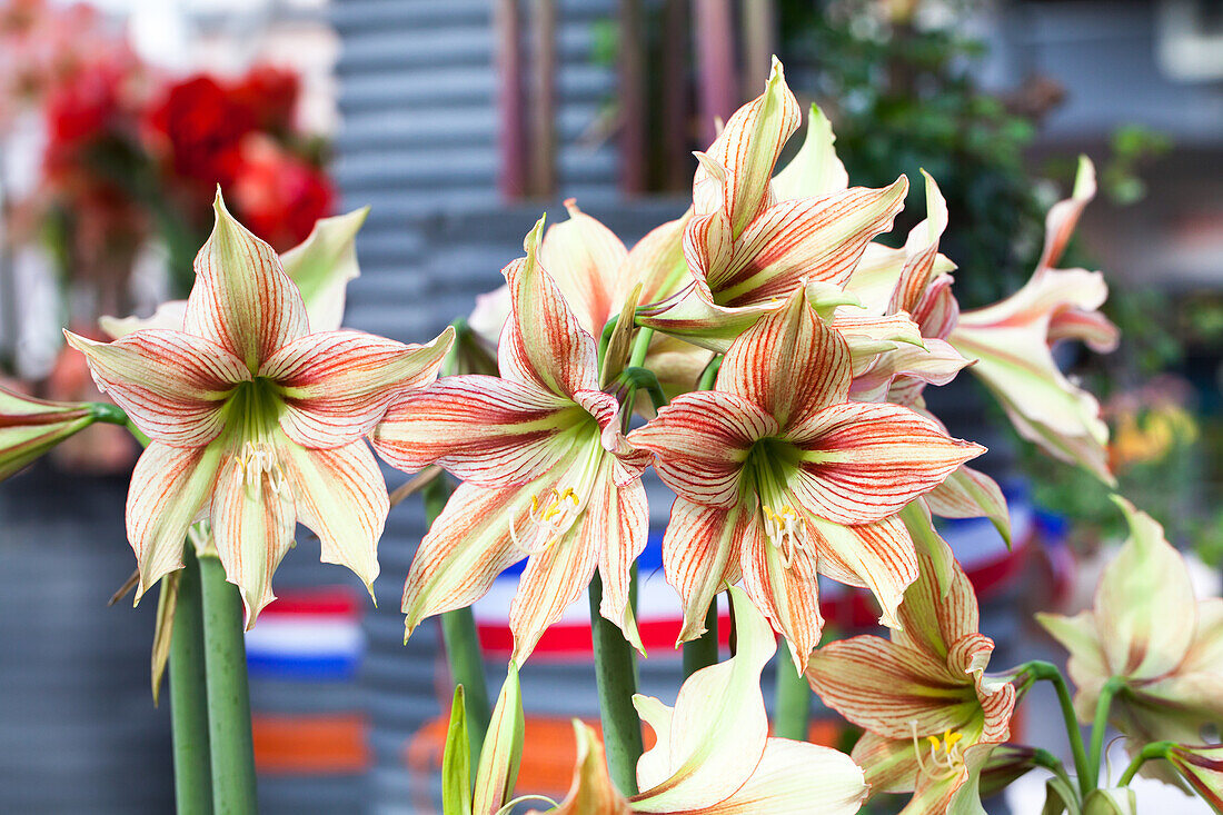 Hippeastrum 'Giraffe'