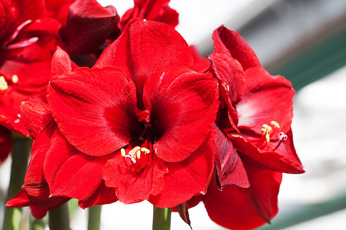 Hippeastrum Grand Diva