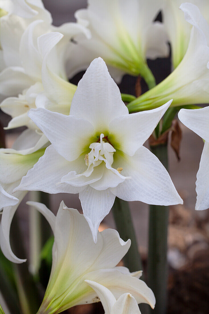 Hippeastrum Jewel