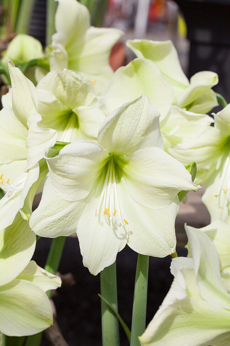 Hippeastrum 'Magic Green'