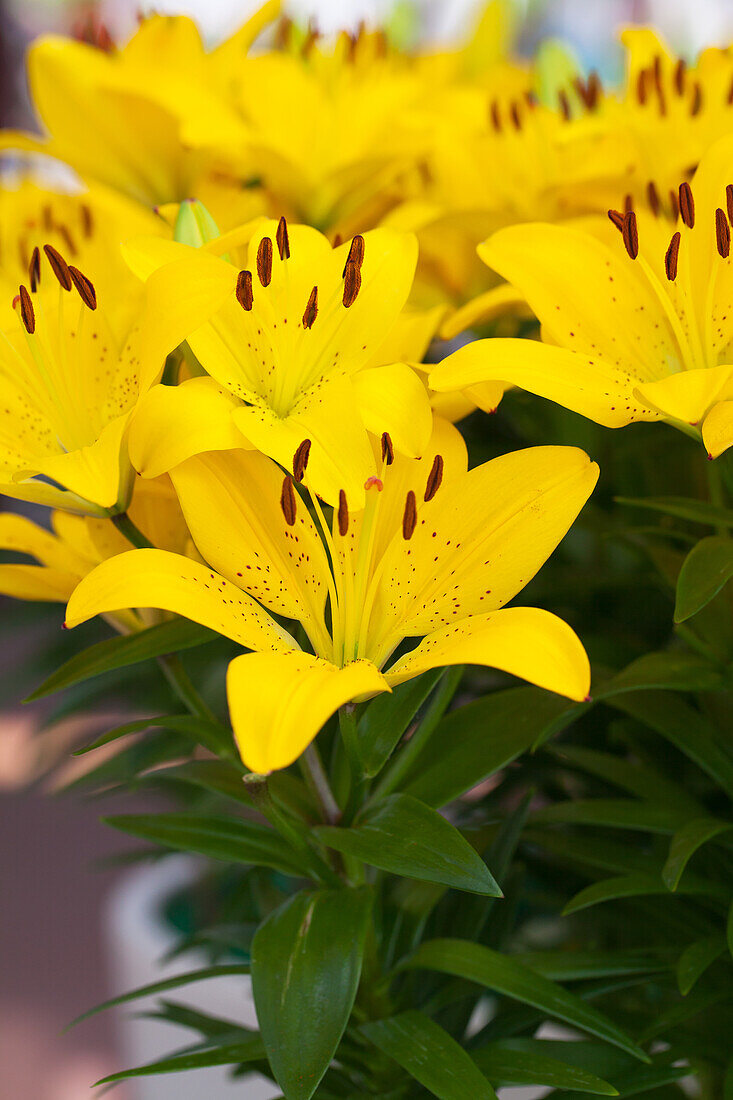 Lilium 'Golden Matrix