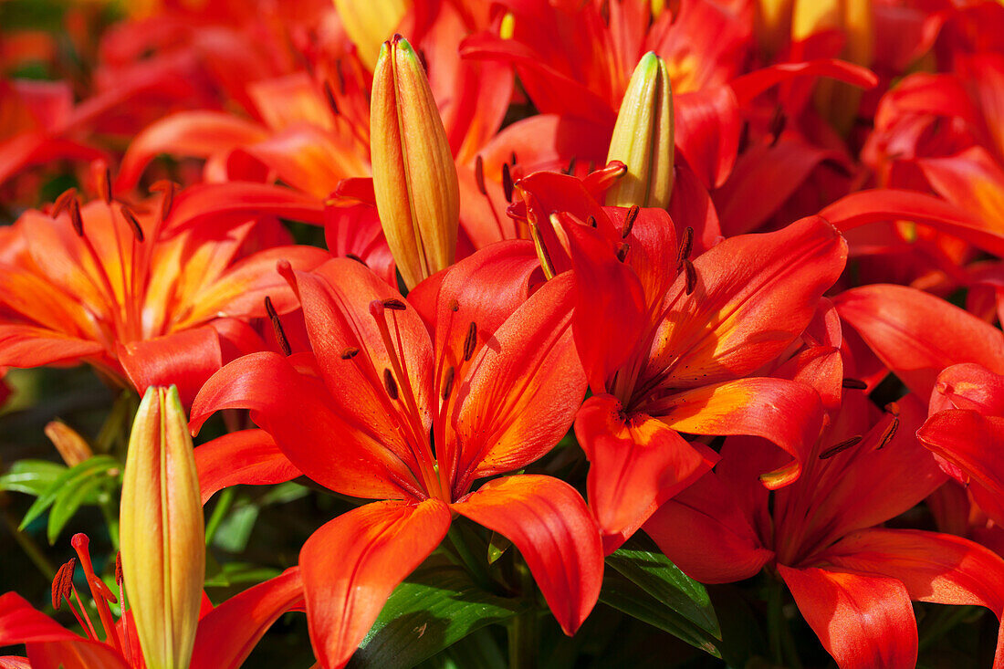 Lilium 'Orange Matrix'