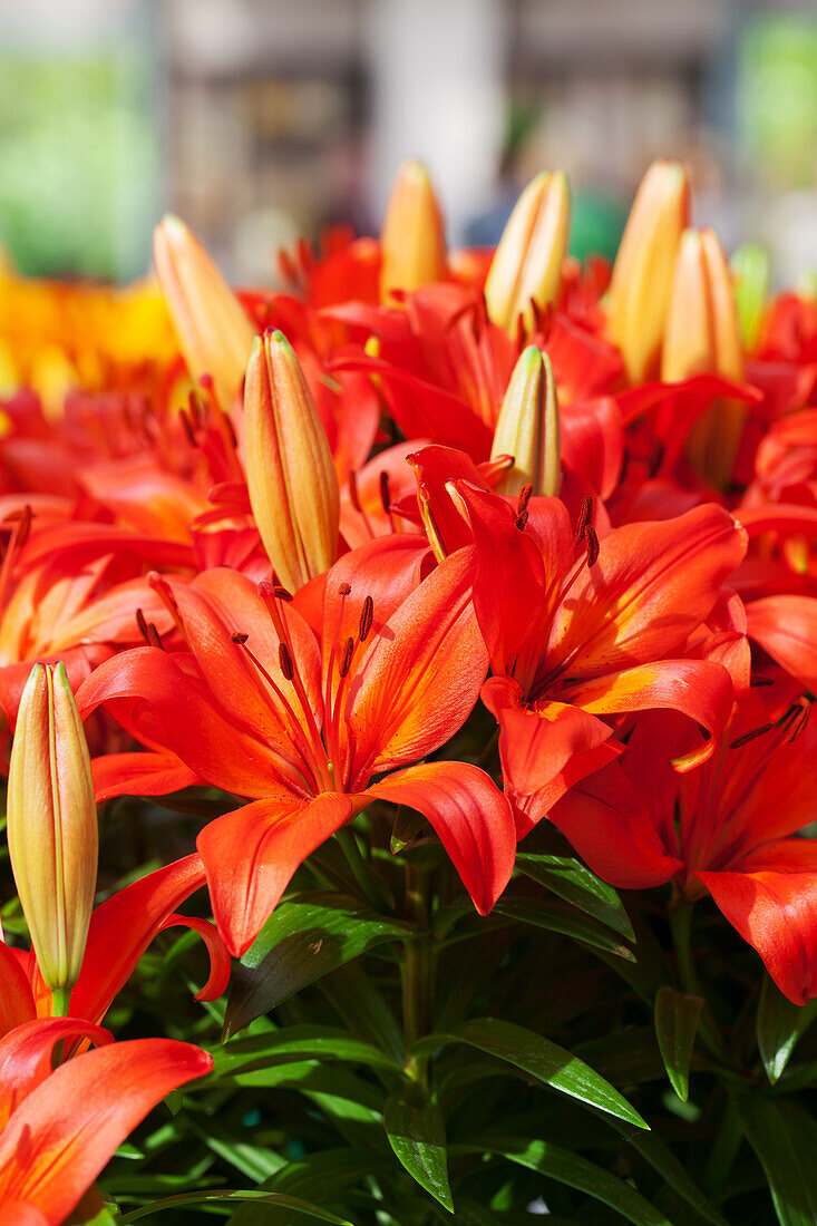 Lilium 'Orange Matrix'