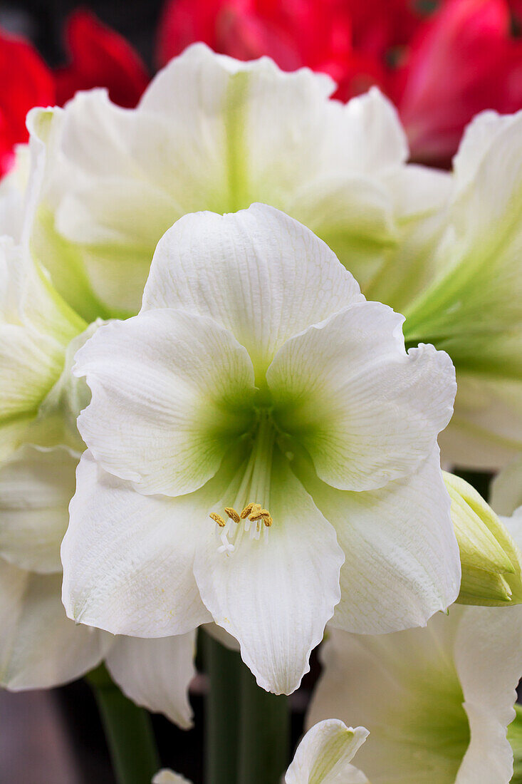 Hippeastrum 'Matterhorn'