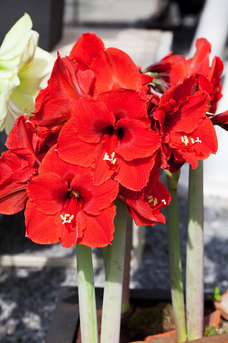 Hippeastrum 'Olaf'