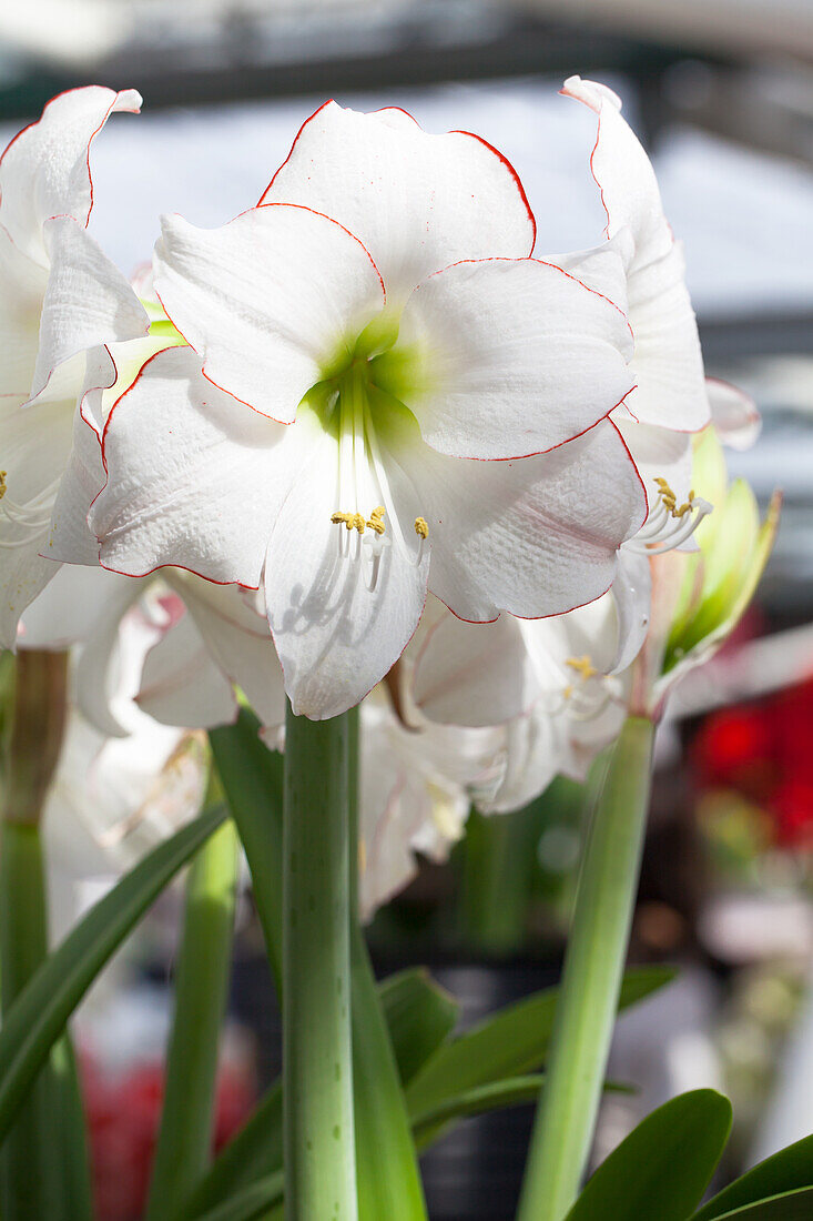 Hippeastrum Picotee