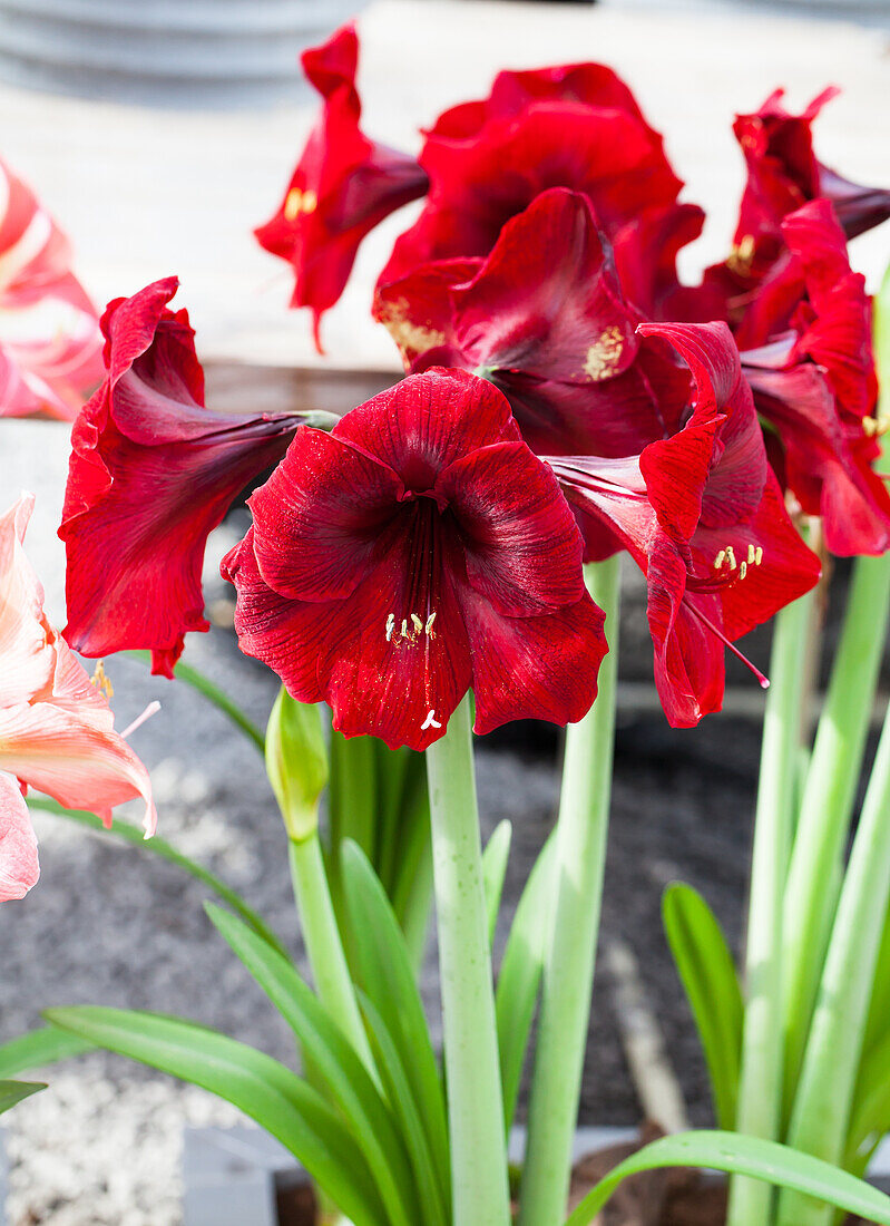 Hippeastrum Royal Velvet