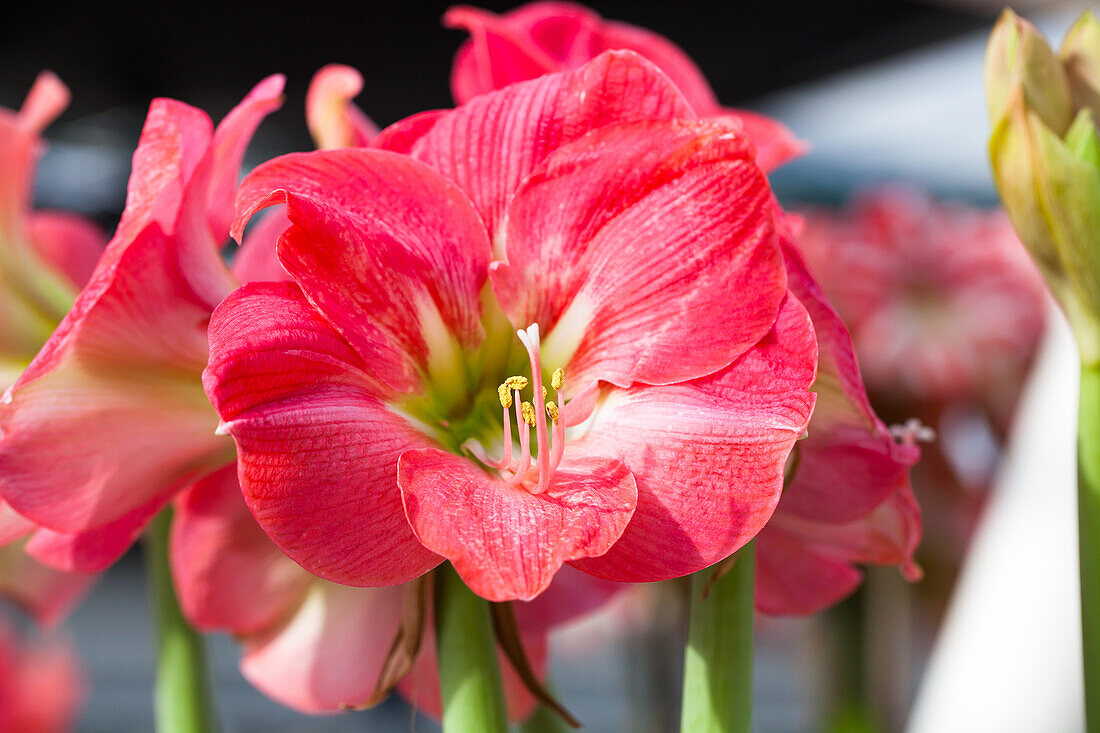 Hippeastrum 'Susan'