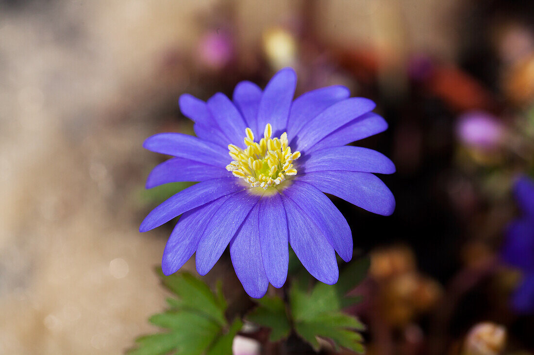 Anemone blanda 'Blue Shades'