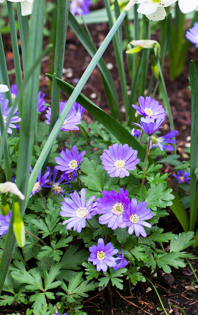 Anemone blanda 'Blue Shades'