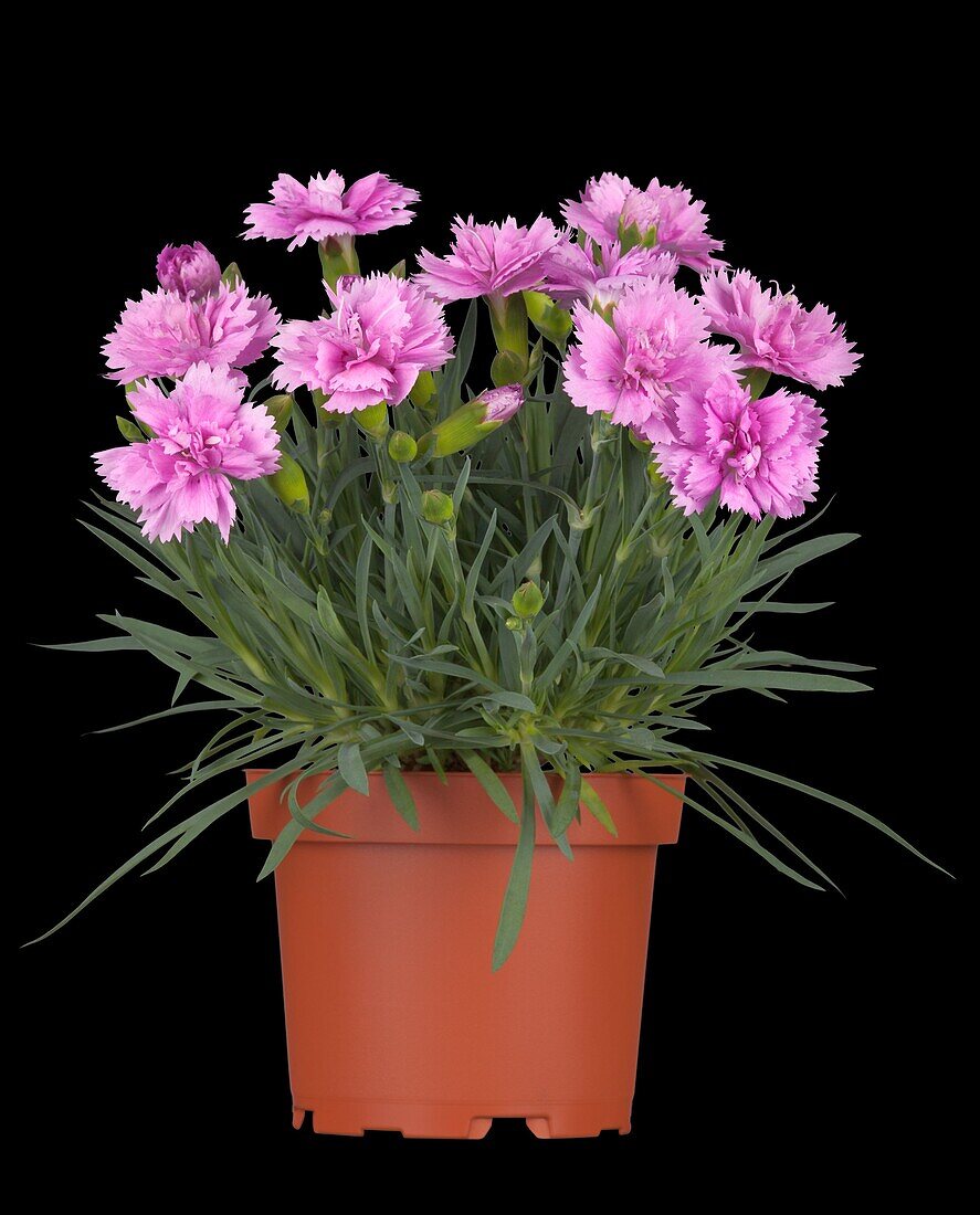 Dianthus caryophyllus