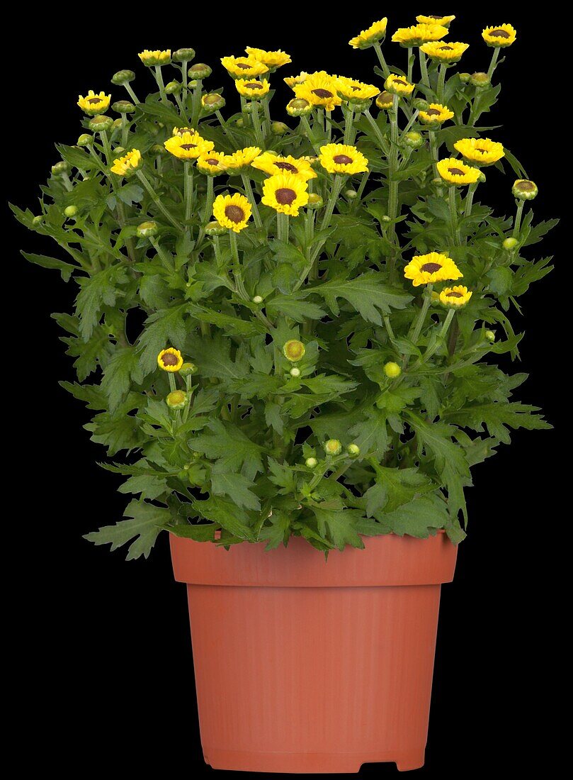 Chrysanthemum indicum 'Vymini'