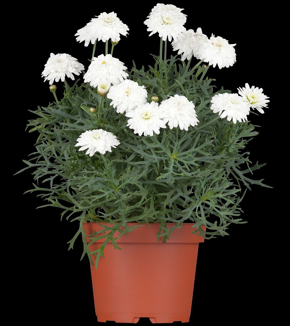 Argyranthemum frutescens, weiß