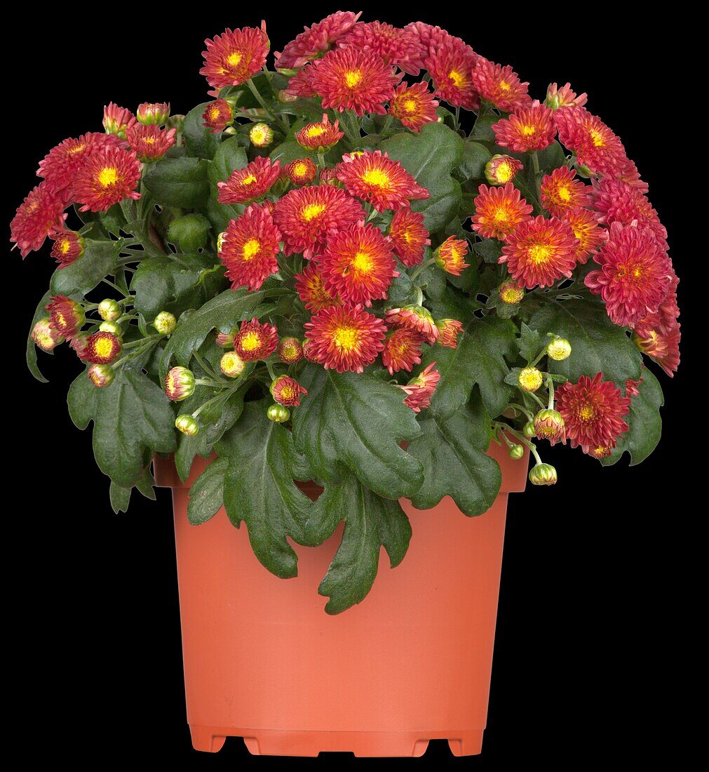 Chrysanthemum indicum 'Garden Mums'