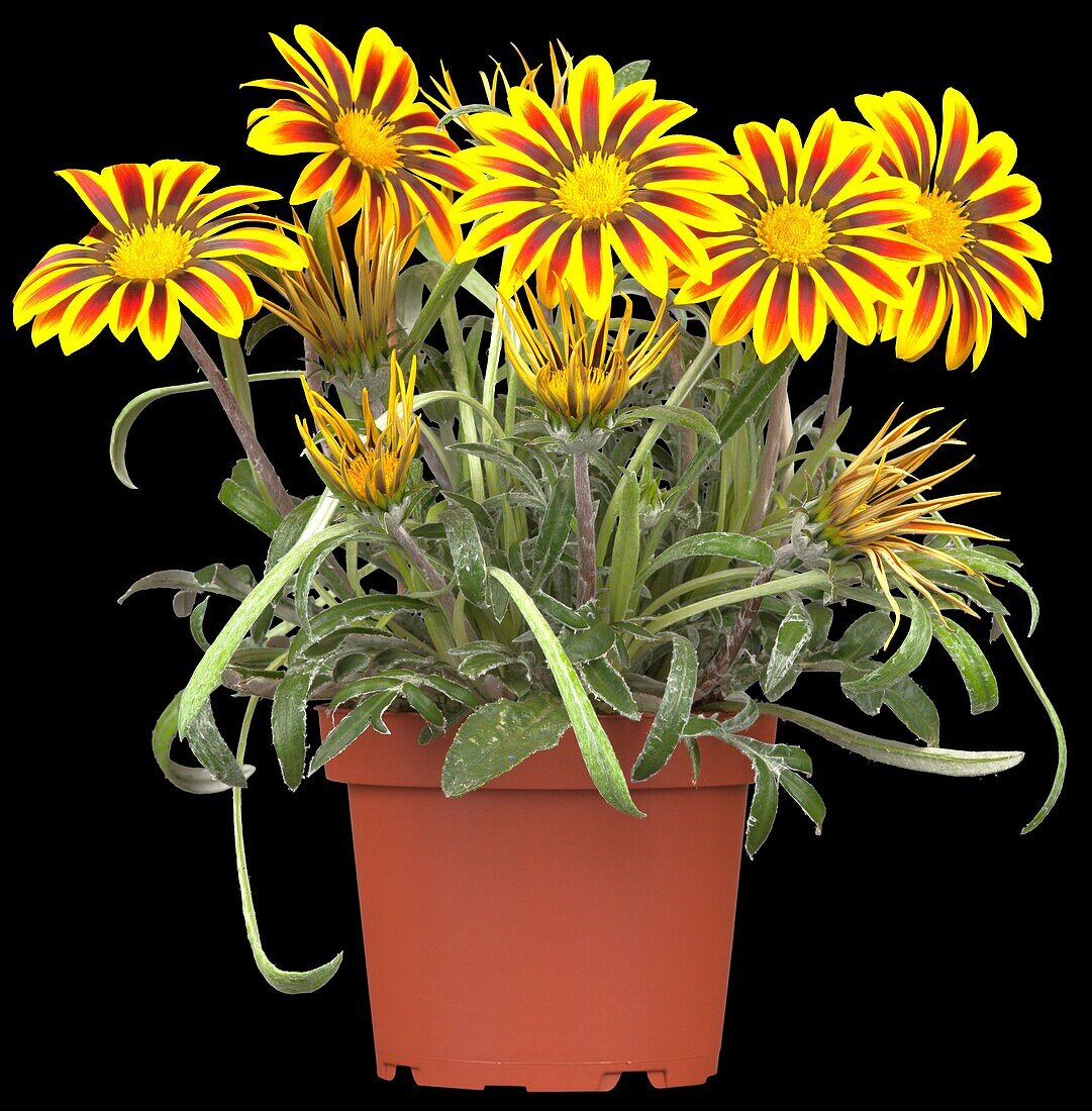 Gazania rigens