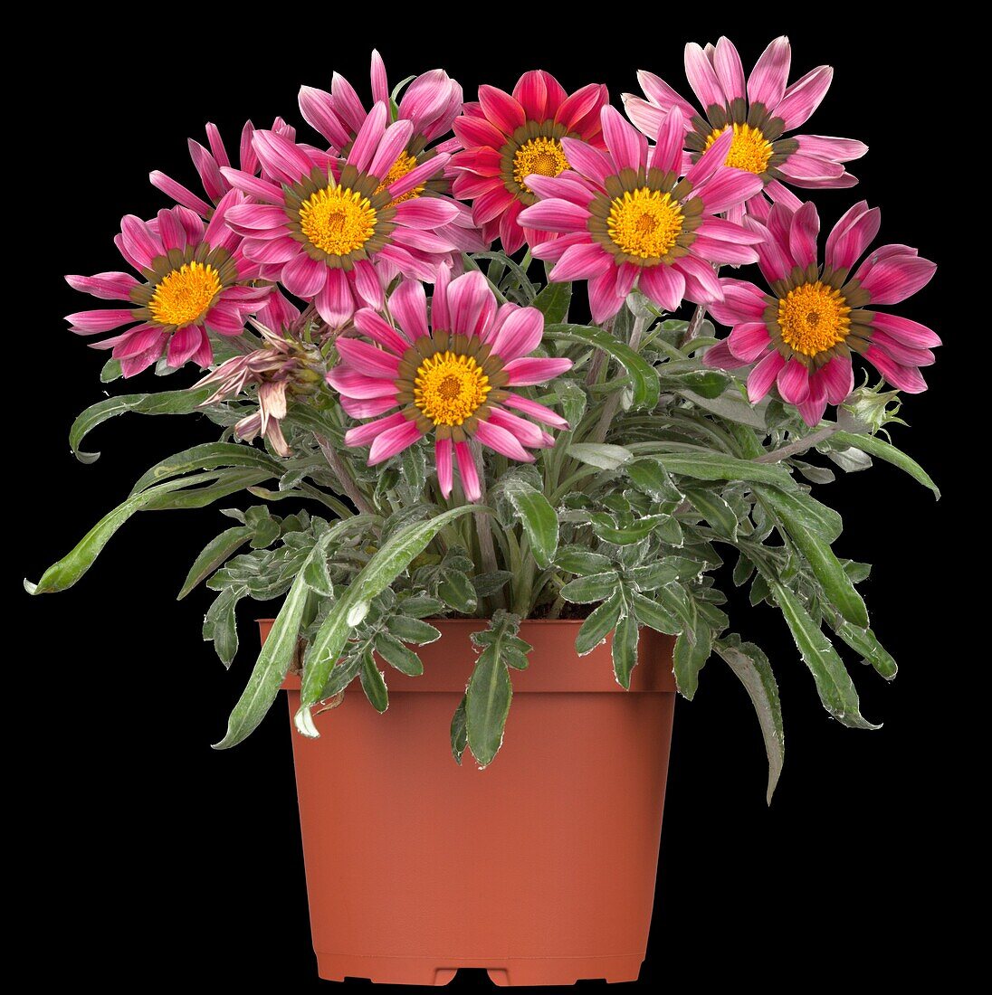 Gazania rigens