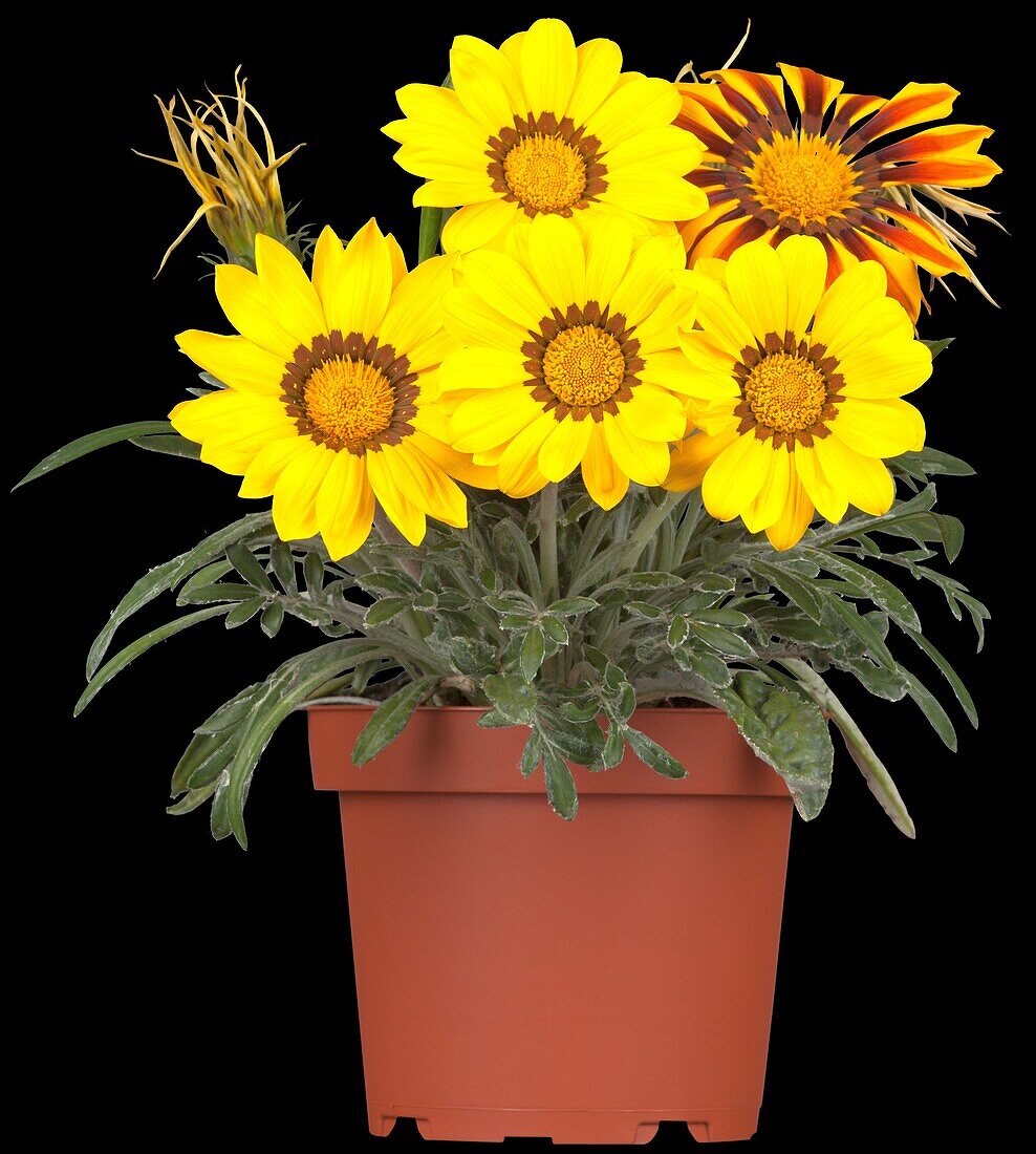 Gazania rigens