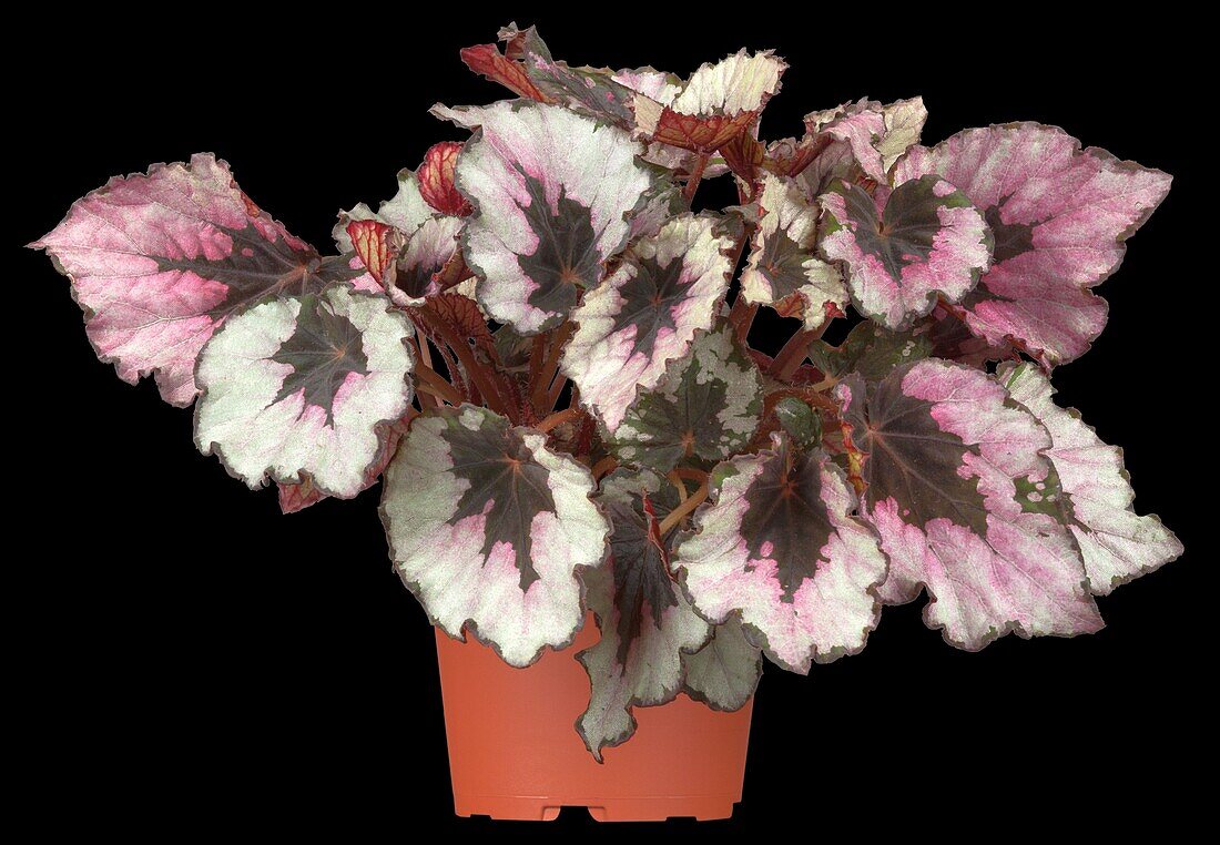 Begonia rex