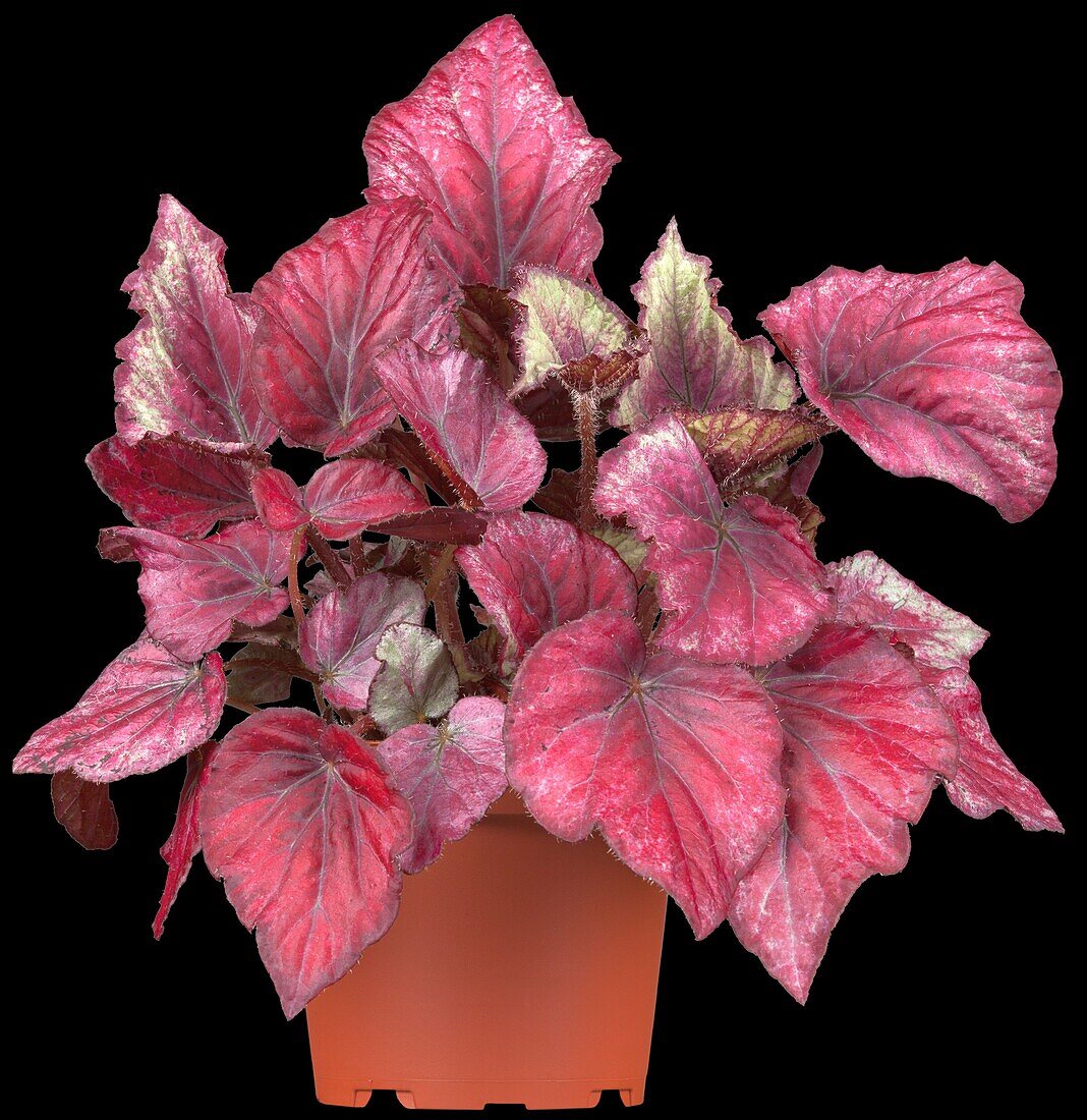 Begonia rex