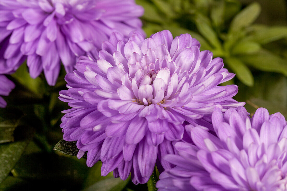 Aster novi-belgii 'Carnival'