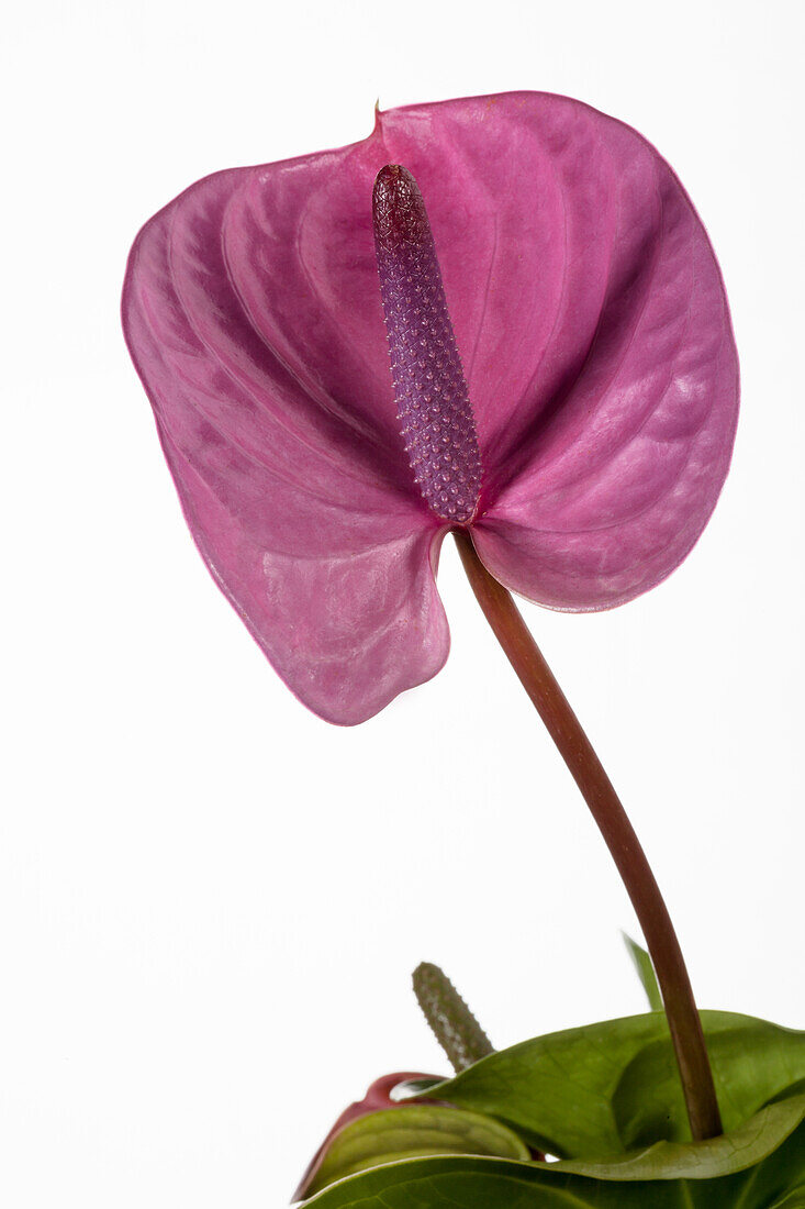 Anthurium x andreanum Turenza