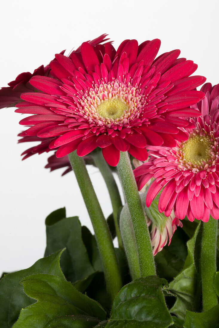 Gerbera 'Durora'