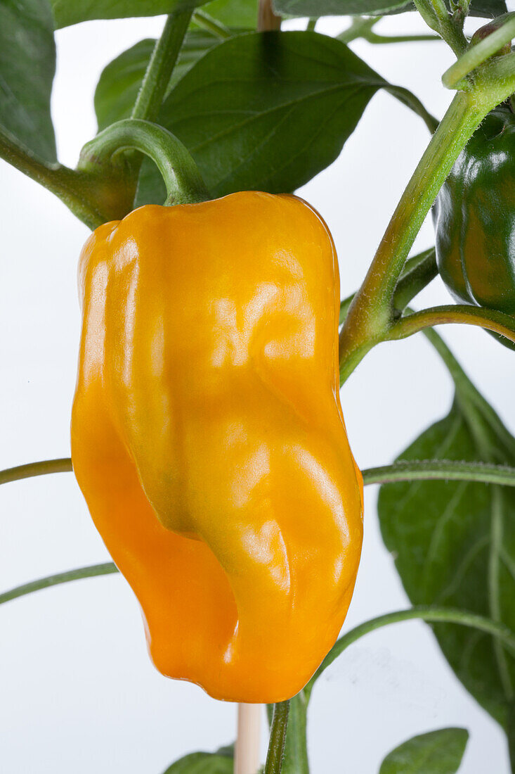 Capsicum annuum 'Mohawk F1'