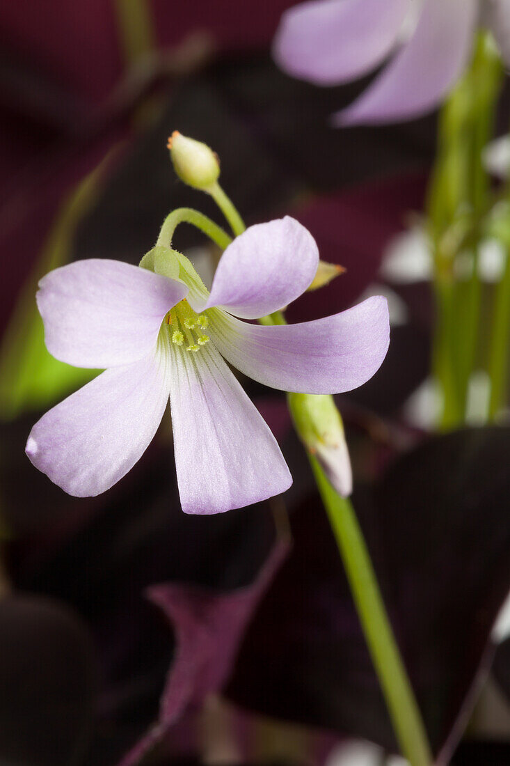 Oxalis triangularis