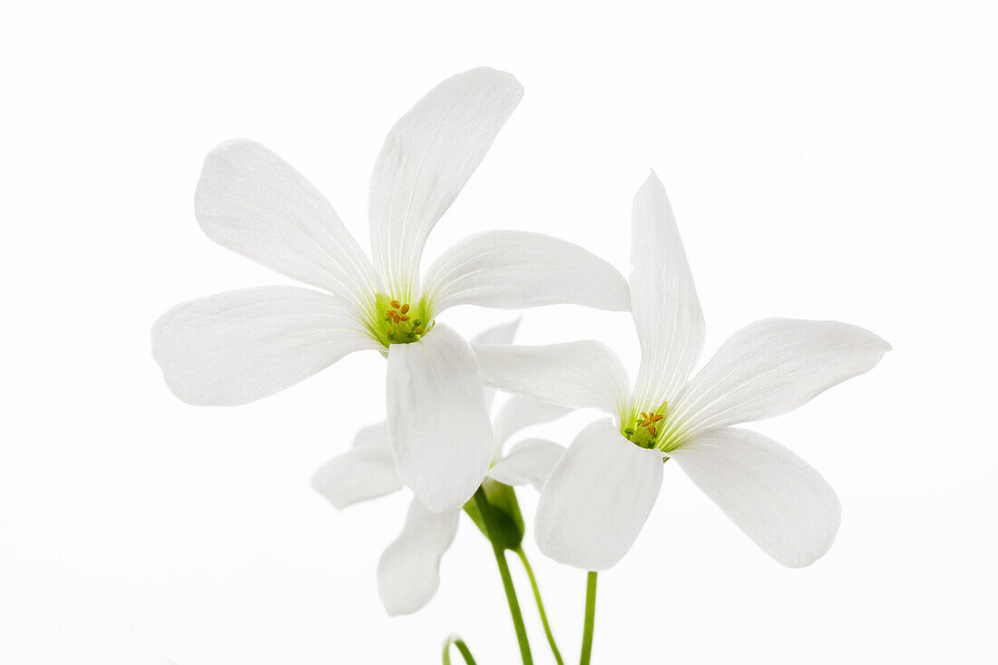 Oxalis triangularis