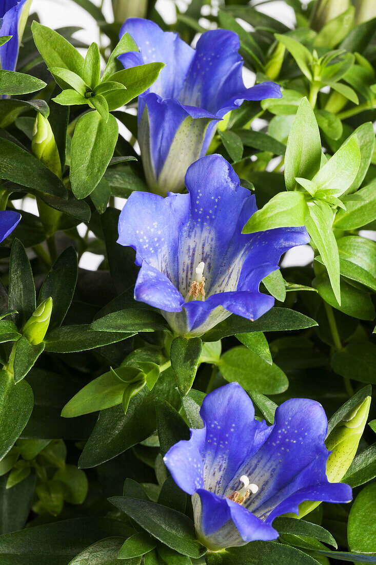 Gentiana 'sel® Luis Easy Blue