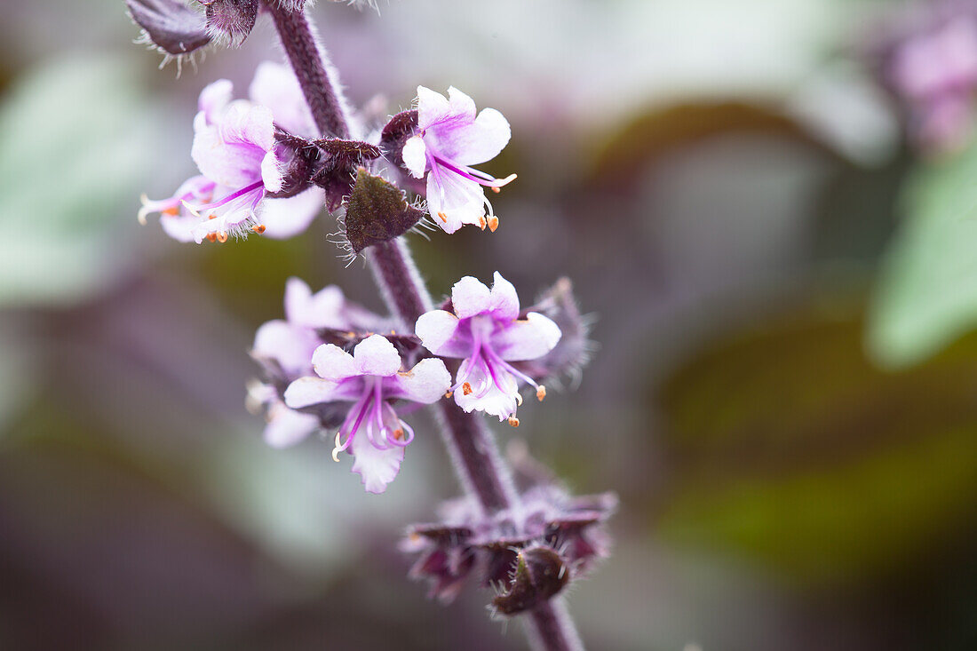 Ocimum kilimandscharicum 'African Blue'