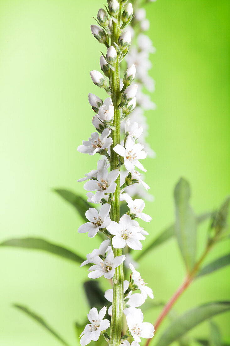 Lysimachia clethroides 'Autumn Snow'