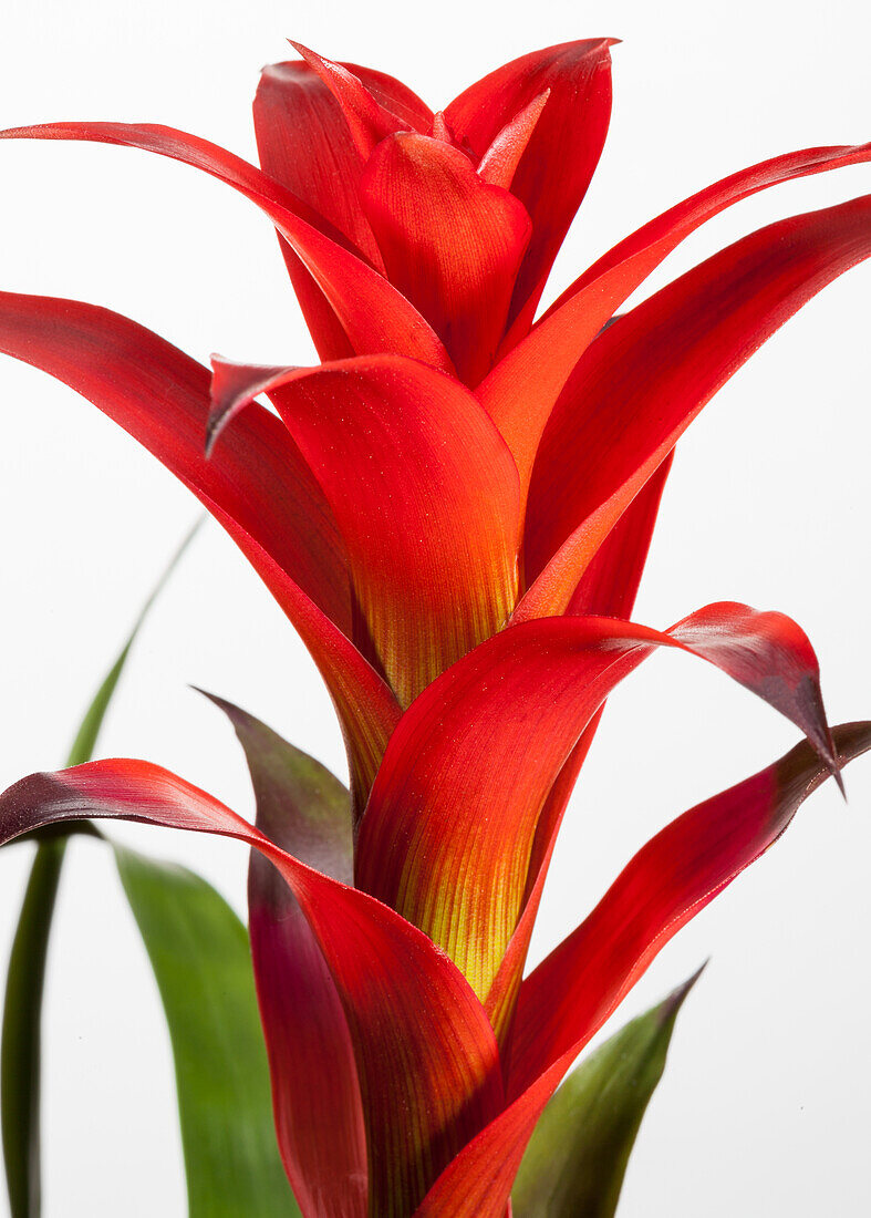 Guzmania, red