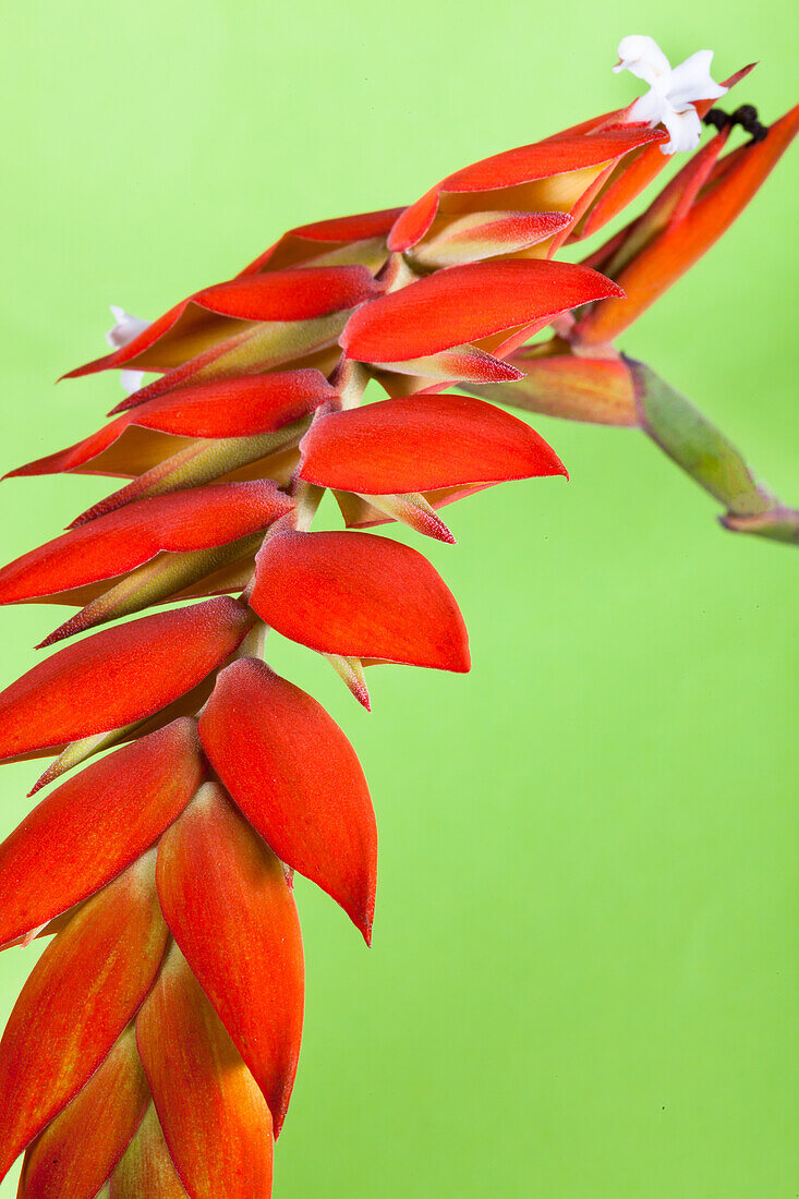 Bromeliads