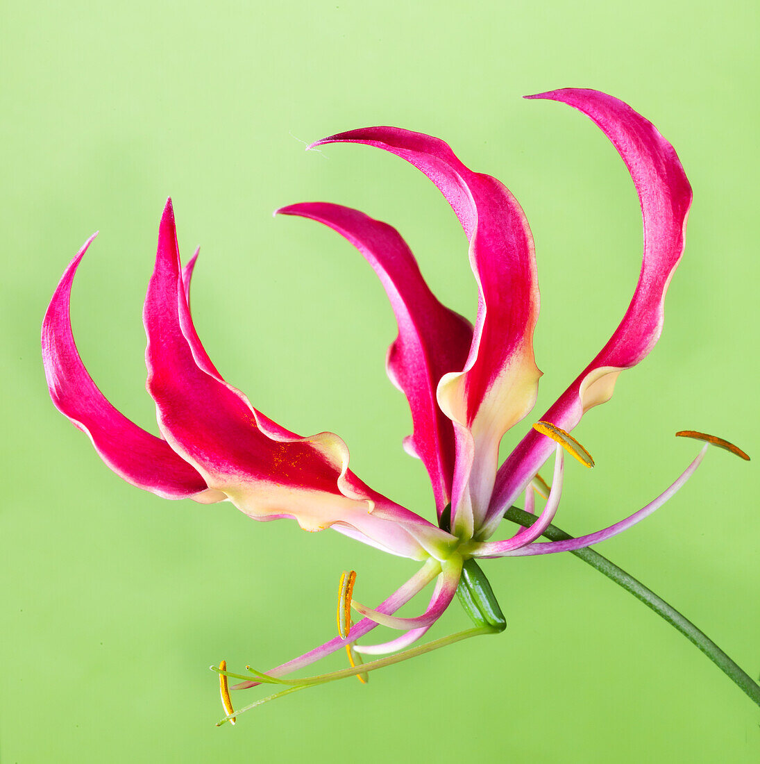 Gloriosa superba 'Crown Jewels'