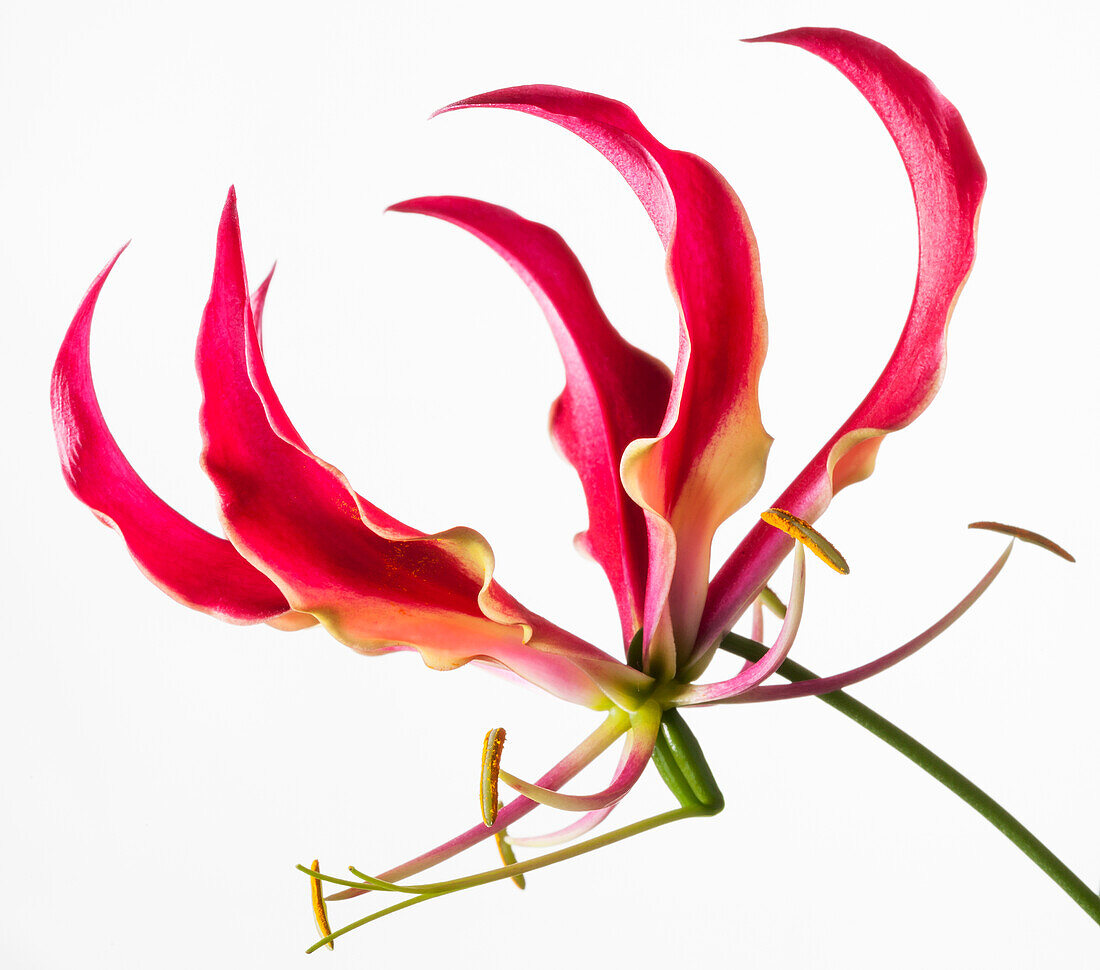 Gloriosa superba 'Crown Jewels'