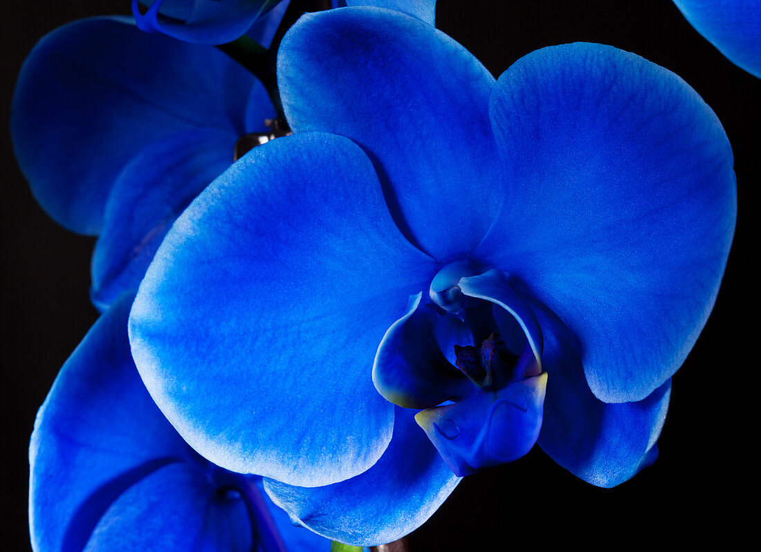 Phalaenopsis, blau