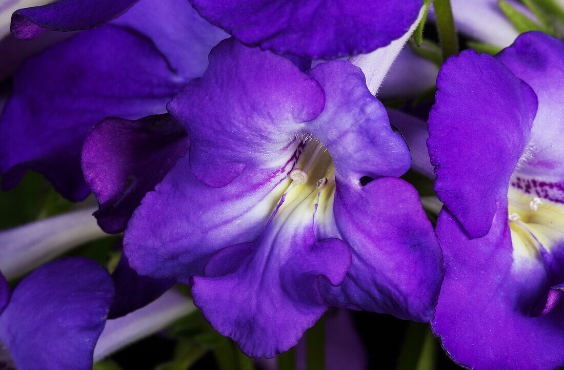 Streptocarpus