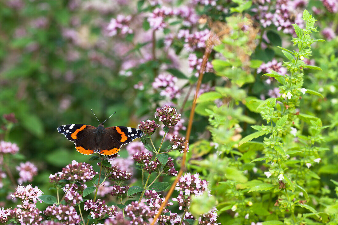 Origanum vulgare