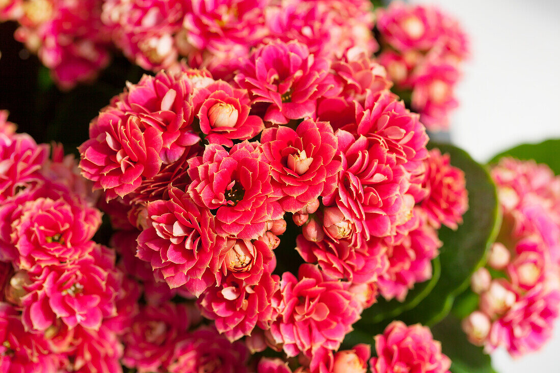 Kalanchoe blossfeldiana 'Serenity Red'