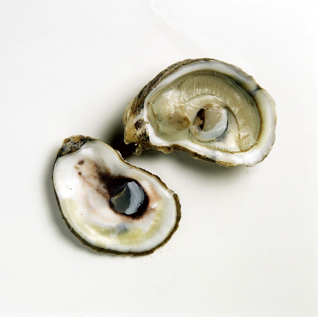 Two halves of an oyster (Cape Cod)