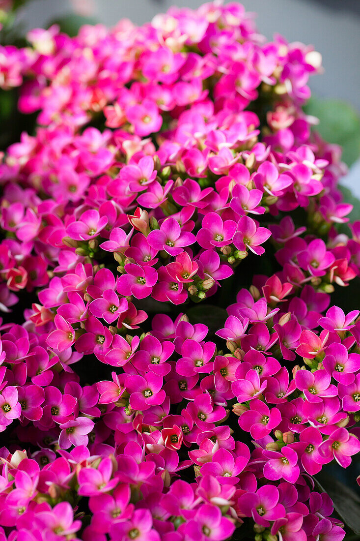 Kalanchoe blossfeldiana 'Violetta'