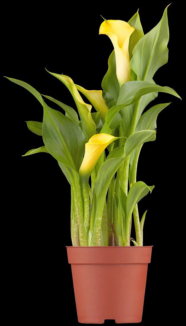 Zantedeschia aethiopica, yellow