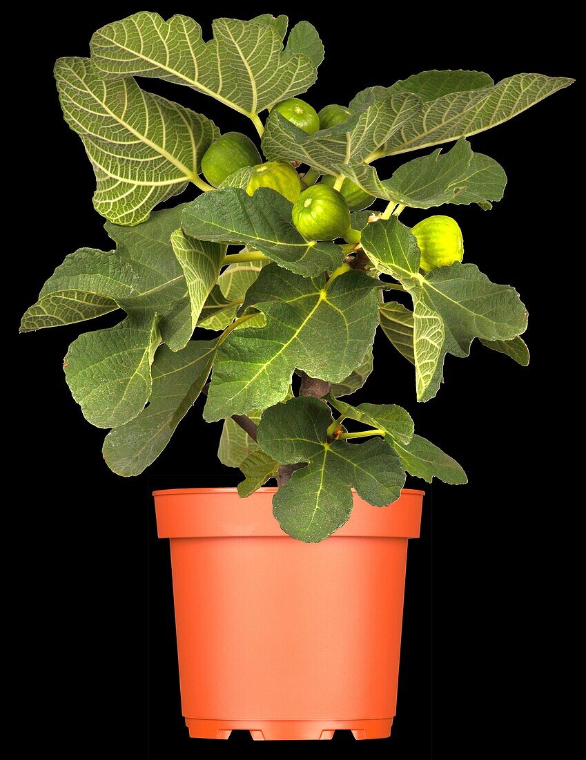 Ficus carica